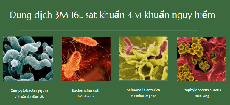 Dung dịch 3M 16L sát khuẩn 4 vi khuẩn nguy hiểm gây bệnh đường ruột